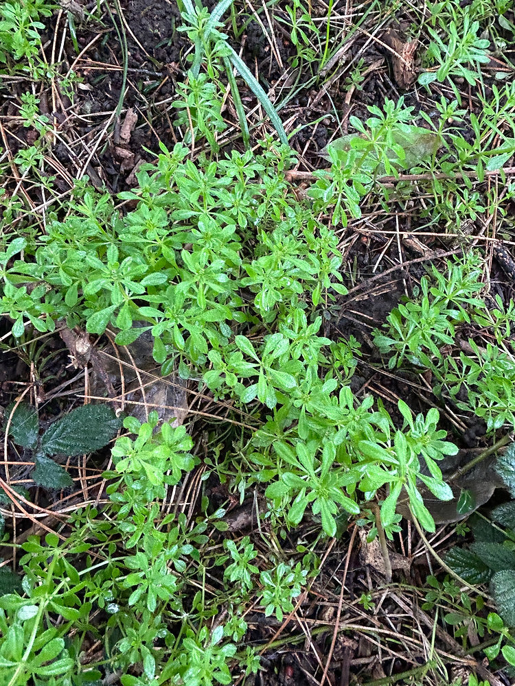 Cleavers Spring Cleavers: the ultimate Spring tonic