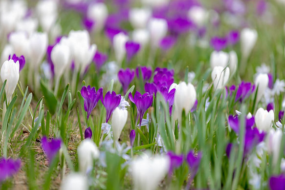 crocusbulbsplanting-header.jpg