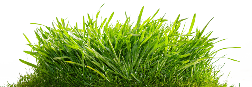 grass-full.png