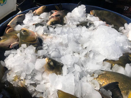 SEMAS/ CRAS –PROGRAMA CRIANÇA FELIZ EM PARCERIA COM A EMATER NA DISTRIBUIÇÃO DE PEIXES (PAA)