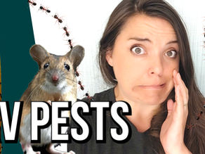 Preventing RV Pests: Mice, Flies & Ants