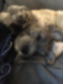 Toby4