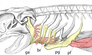 The world's first Shoulder