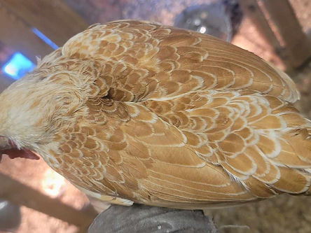 chicken.jpg