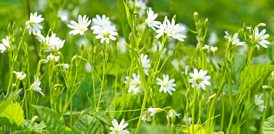 chickweed-1365289_1920.jpg