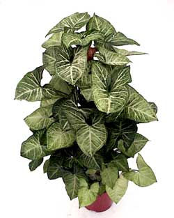 Syngonium