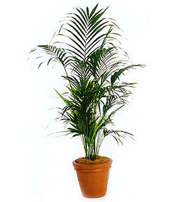 Arecca Palm