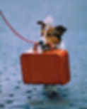 dog-with-suitcase-2.jpg