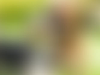 Why the Bordetella Vaccine Is So Important for Your Dog