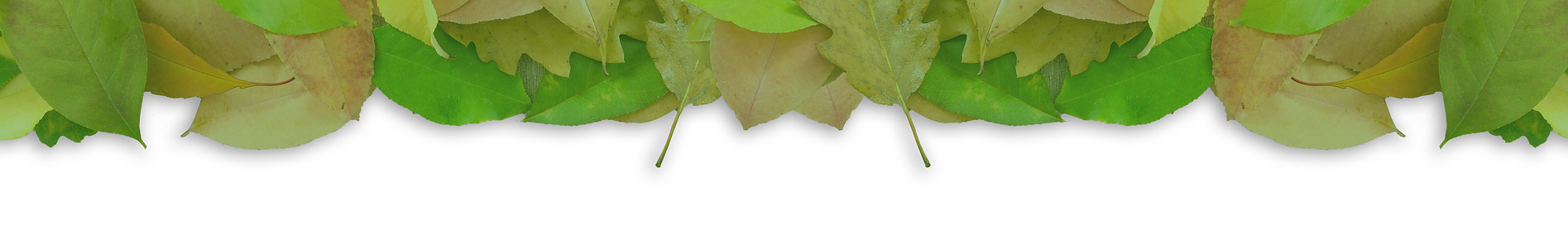 Vegan dog shampoo - leaf header