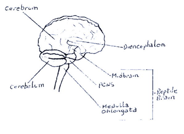 brain rep.jpg