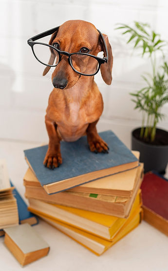 cute-dog-with-glasses-sitting-books.jpg