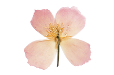 vecteezy_pink-flower-isolated-on-a-transparent-background_21333314.png