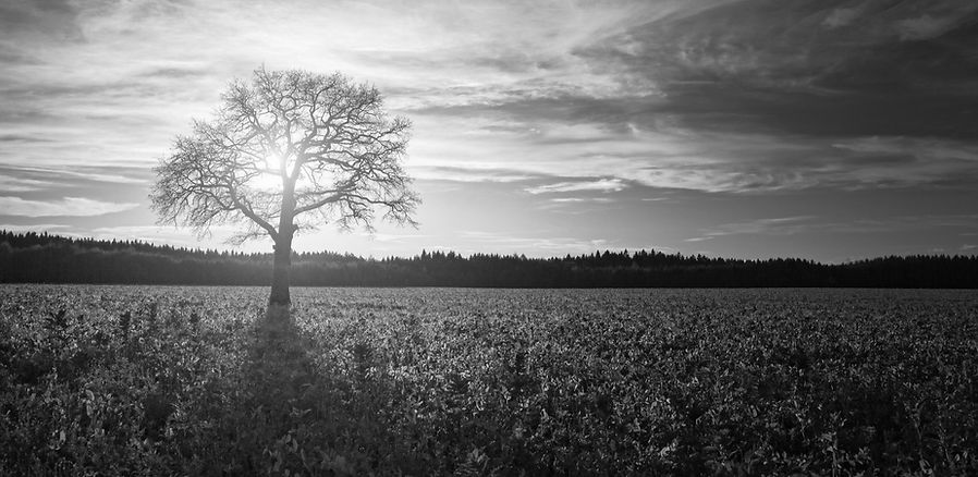 A picturesque field with a tree in the foreground and a beautiful sky.