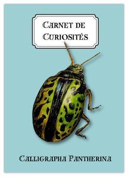 Calligrapha Pantherina de Nouvelle-Calédonie