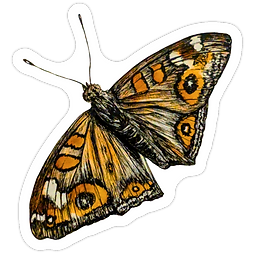 Junonia Villida