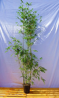 2.5m Tall Gracilis Bamboo - $99ea