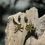 Thumbnail: Antique Gold Lava Stone Skull Earrings