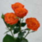 BABE ORANGE