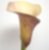 CALLA