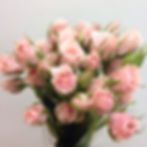PINK MAYOLICA