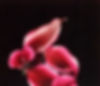 CALLA