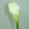 CALLA