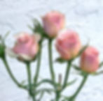 ILSE