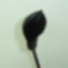 CALLA