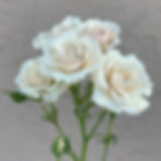 WHITE MAJOLICA