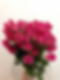 HOT PINK FOLLIES