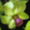 JADE GOLD