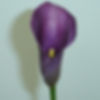 CALLA