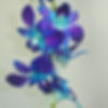 SONIA BLUE
