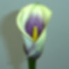 CALLA