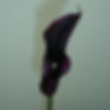 CALLA