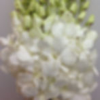 WHITE HYBRID
