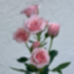 PINK MAYOLICA