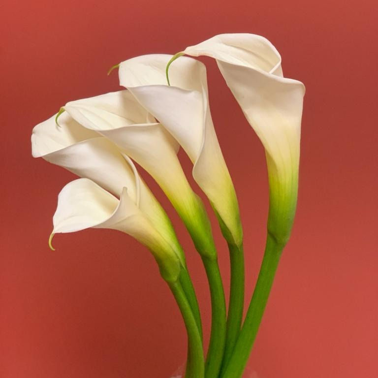 CALLA
