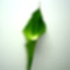CALLA