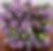 PURPLE SYMPHONY