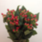 COCO GRANDO BURGUNDY