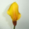 CALLA