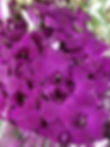 FOREVER PURPLE