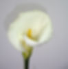 CALLA