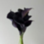CALLA