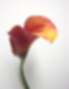 CALLA