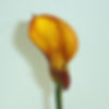 CALLA