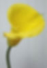CALLA