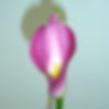 CALLA